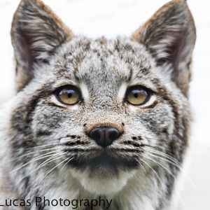 Canadian Lynx
