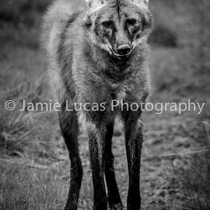 Maned Wolf
