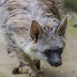 Southern Aardwolf