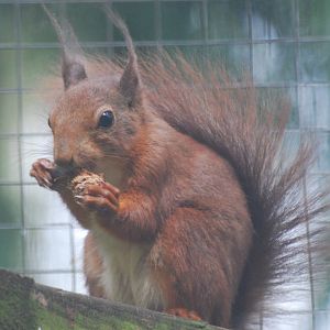 Eurasian red squirrel