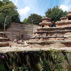 Hamadryas Baboon Exhibit