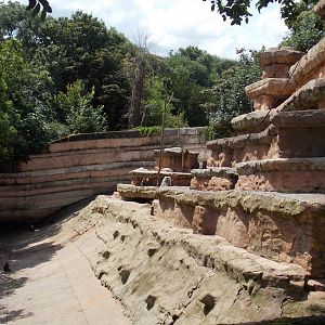 Hamadryas Baboon Exhibit