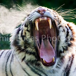 White Tiger