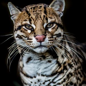 Male Ocelot