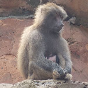 Hamadryas Baboon