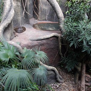 Python Exhibit, Crocodile Swamp