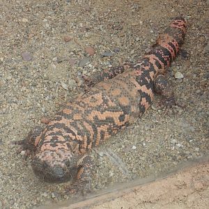 Gila Monster Lizard