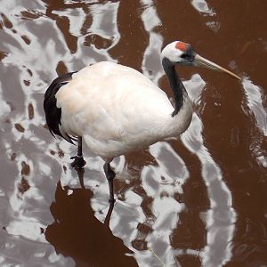 Red Crowned Crane