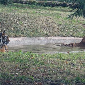 Sumatran Tigers