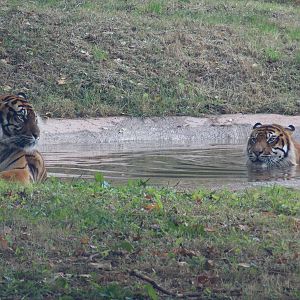 Sumatran Tigers