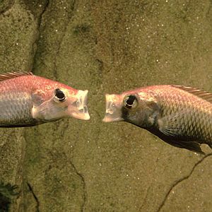 Haplochromis pyrrhocephalus (1995)