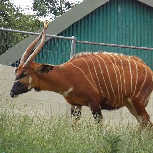 Eastern Bongo