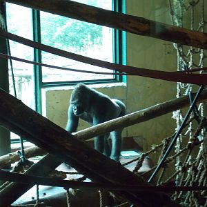 Western Lowland Gorilla