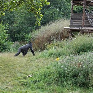 Western Lowland Gorilla