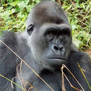 Western Lowland Gorilla