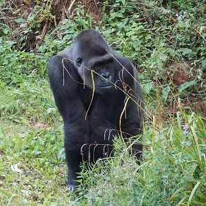 Western Lowland Gorilla
