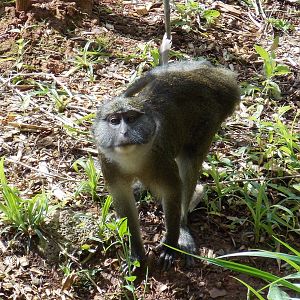 Allens Swamp Monkey