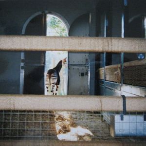 Okapi  6th October 1999