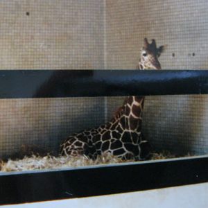 One-eared Giraffe 6th October 1999.