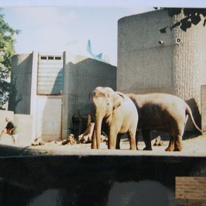 Elephant/Rhino Pavilion 6/10/99