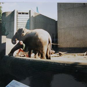 Elephant/Rhino Pavilion 6/10/99