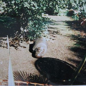 Pygmy Hippo 6/10/99.