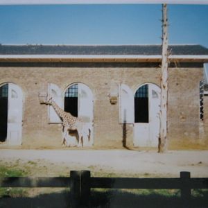 Cotton Terraces Giraffes. 6/10/99