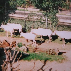 Arabian Oryx 6/10/99