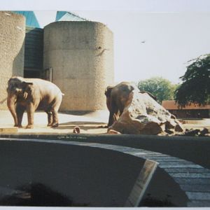 Elephant/Rhino Pavilion 1999.