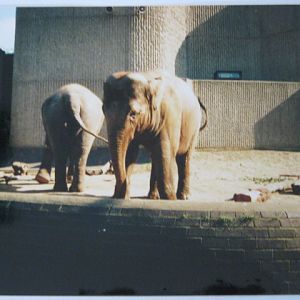 Elephant/Rhino Pavilion 1999.