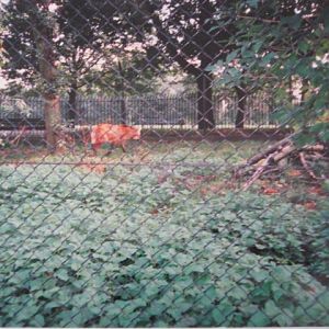 Maned Wolf  6/10/99.