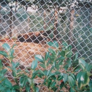 Giant Anteater 6/10/99.