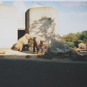 Elephant/Rhino Pavilion 1999.