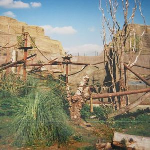 Mappins Hanuman Langurs poles and ropes. 1999.