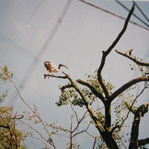 Sacred Ibis Snowdon Aviary 1999.