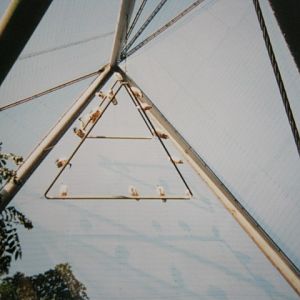 Snowdon Aviary Sacred Ibis perching 1999.