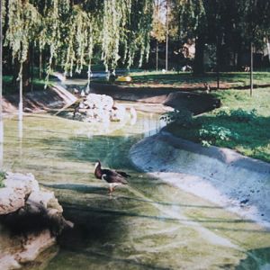 Abdim`s Stork in Southern Aviary 1999.
