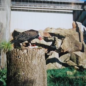Turkey Vulture in African Aviary 1999.