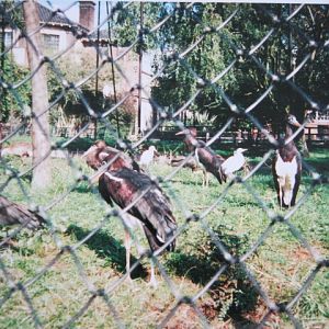 Abdim`s Storks etc in Southern Aviary 1999.