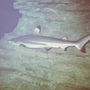 Black-Tipped Reef Shark 1999.
