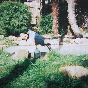 African Harrier Hawk 6/10/99.
