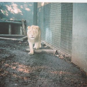 Asiatic Lion 6/10/99.