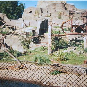 Sri Lankan Sloth Bears 6/10/99.