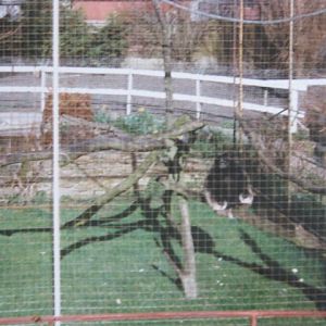 Yoko Hybrid Lar x Pileated Gibbon March 1994.