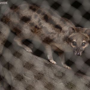 Fanaloka (Fossa fossana)
