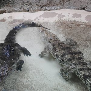 Nile Crocodiles