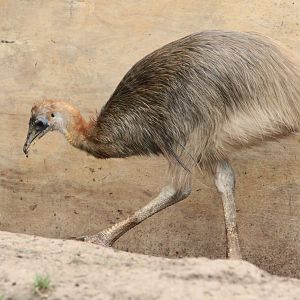 Golden-necked Cassowary (Casuarius unappendiculatus aurantiacus)