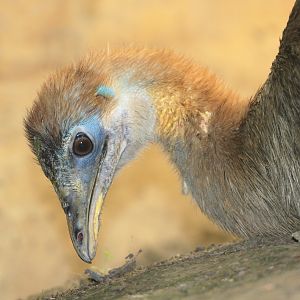 Golden-necked Cassowary (Casuarius unappendiculatus aurantiacus)