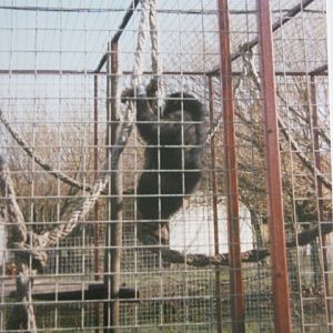 Young Chimp in separate cage March 1994.