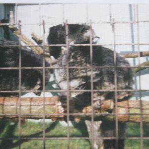 Binturongs 1994.
